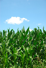 Image showing Corn Plants Sky