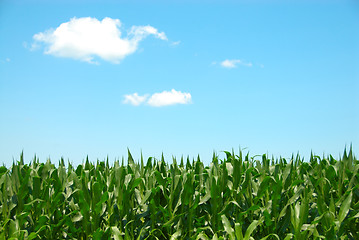 Image showing Corn Sky Clouds
