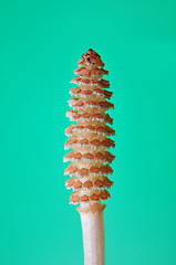 Image showing Horsetail flower (Equisetum)