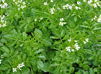 Image showing Watercress (Nasturtium officinale)