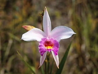 Image showing Tropical orchid in Malaysia