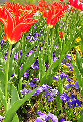 Image showing Flower bed