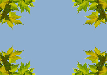 Image showing Background with sycamore leaves