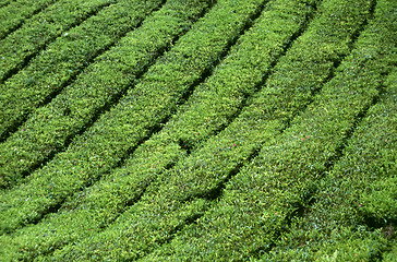 Image showing Tea plantation in the Cameron Highlands in Malaysia