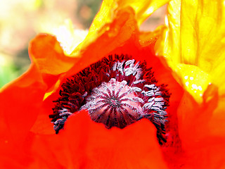 Image showing the flower