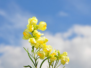 Image showing Common Toadflax (Linaria vulgaris)