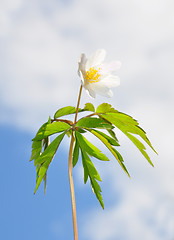 Image showing Wood anemone