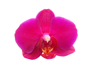 Image showing Orchid flower