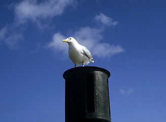 Image showing Sea gull