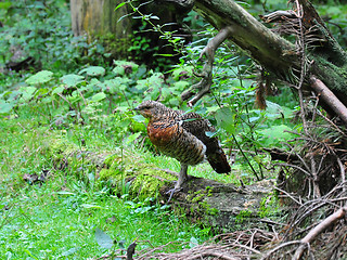 Image showing Young Capercaillie (Tetrao urogallus)