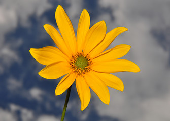 Image showing Small sunflower