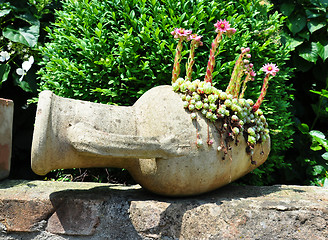 Image showing Houseleek flowers (Sempervivum) in flagon