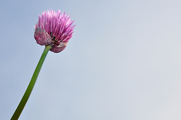 Image showing Onion flower