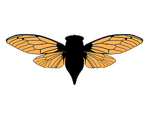 Image showing Beautiful cicada
