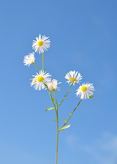 Image showing Annual fleabane (Erigeron annuus)