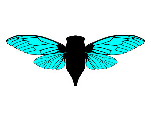 Image showing Beautiful cicada