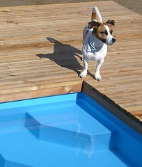 Image showing Dog relaxing at pool