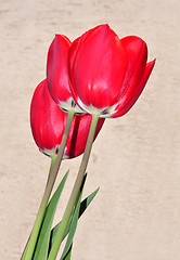 Image showing Red tulips