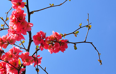 Image showing Chinese quince flowers (Chaenomeles speciosa)