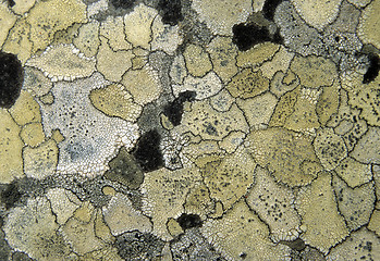 Image showing Lichen background