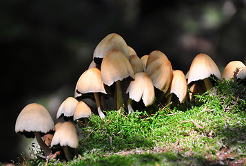 Image showing Forest mushrooms