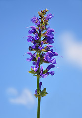 Image showing Meadow sage (Salvia pratensis)