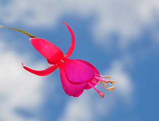 Image showing Fuchsia flower