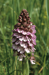 Image showing Orchis flower