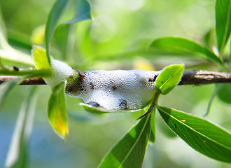 Image showing Spittlebugs