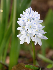 Image showing Flower of the garden plant Puschkinia