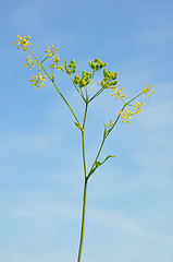 Image showing Parsnip (Pastinaca sativa)