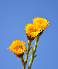 Image showing Coltsfoot (Tussilago farfara)