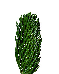 Image showing Spruce twig