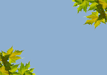 Image showing Background with sycamore leaves