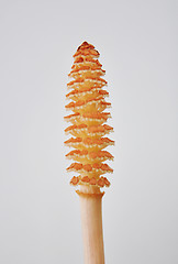 Image showing Horsetail flower (Equisetum)