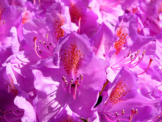 Image showing Rhododendron flower