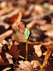 Image showing Beech seedling