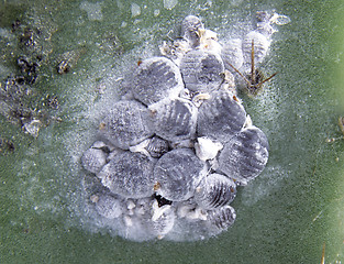 Image showing Cochineals (Dactylopius coccus) on Opuntia cactus