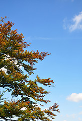 Image showing Beech tree in fall