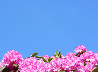 Image showing Rododendron flowers and blue sky