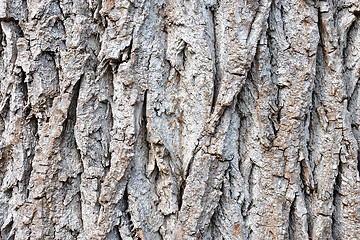 Image showing Bark