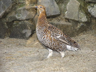 Image showing Grey-hen