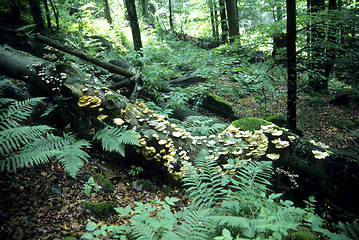 Image showing Primeval forest in Bavaria
