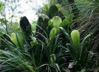 Image showing Tropical fern