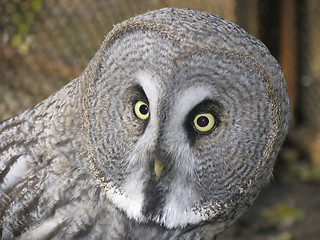 Image showing Great gray owl