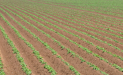 Image showing Potato field