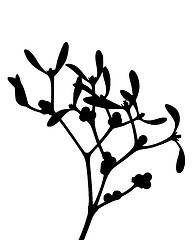 Image showing Mistletoe