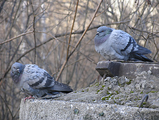 Image showing Pigeons