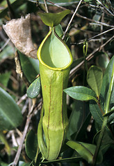 Image showing Pitcher plant (Nepenthes)