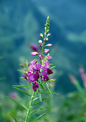 Image showing Tropical flower on La Reunion